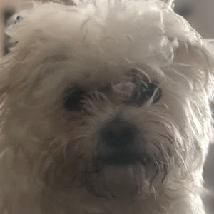 Meet your Posher, Benjamin